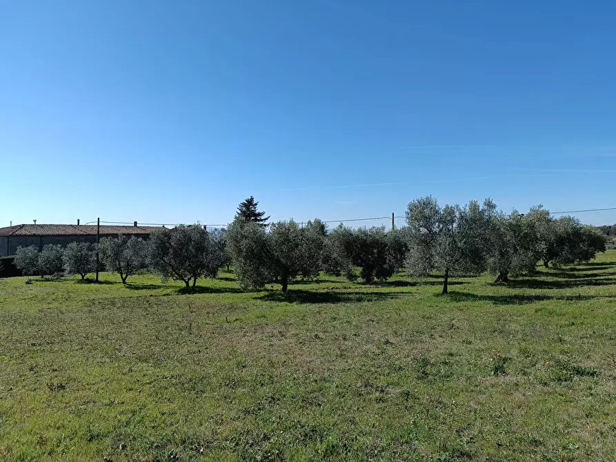 Immagine 16 di Rustico / casale in vendita  a Roccastrada