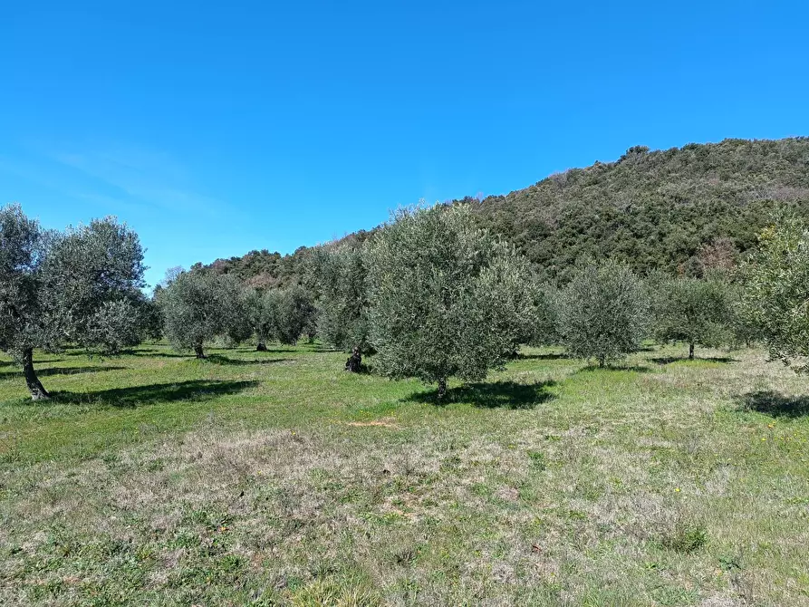 Immagine 17 di Rustico / casale in vendita  a Roccastrada