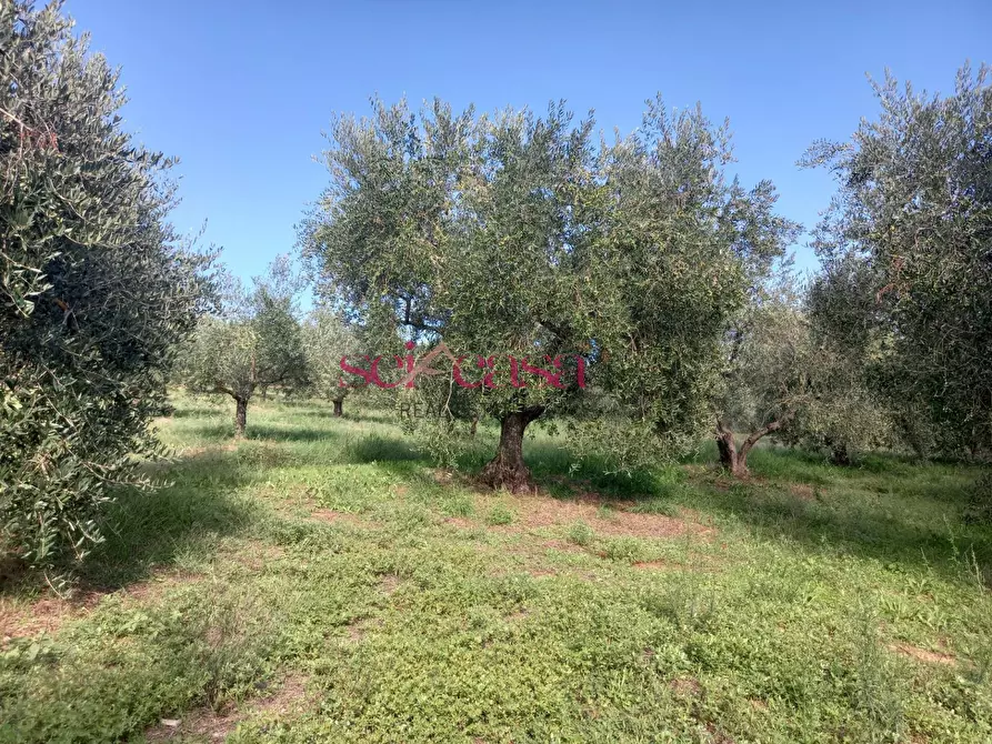 Immagine 19 di Casa bifamiliare in vendita  a Magliano In Toscana