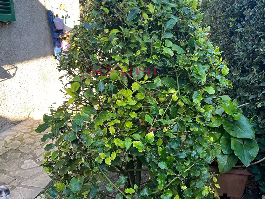 Immagine 5 di Rustico / casale in vendita  a Scansano