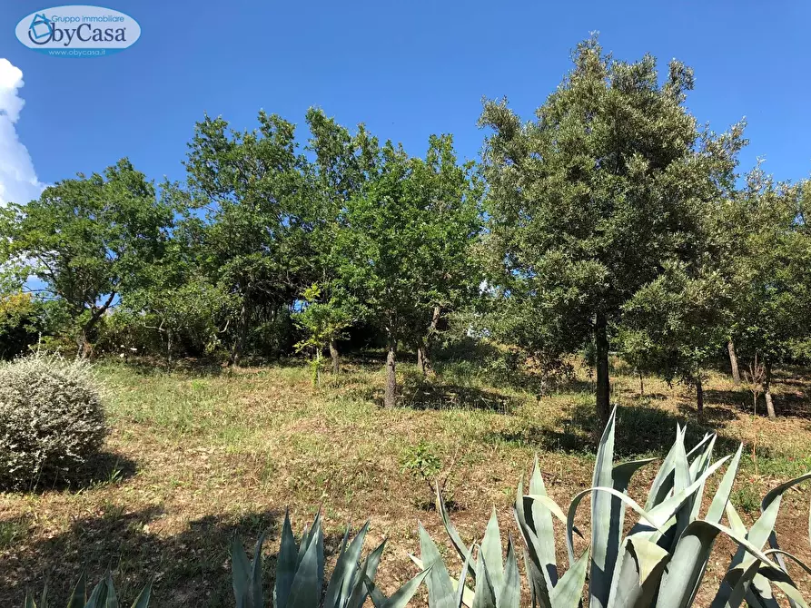 Immagine 5 di Terreno agricolo in vendita  in Via Ancelle Delle Visitazione a Santa Marinella