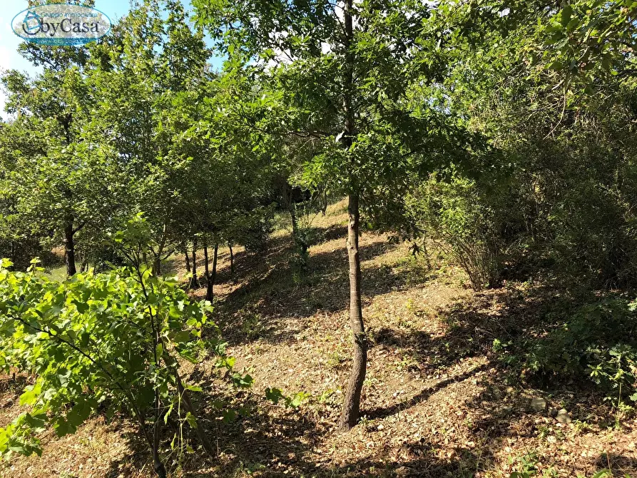 Immagine 12 di Terreno agricolo in vendita  in Via Ancelle Delle Visitazione a Santa Marinella