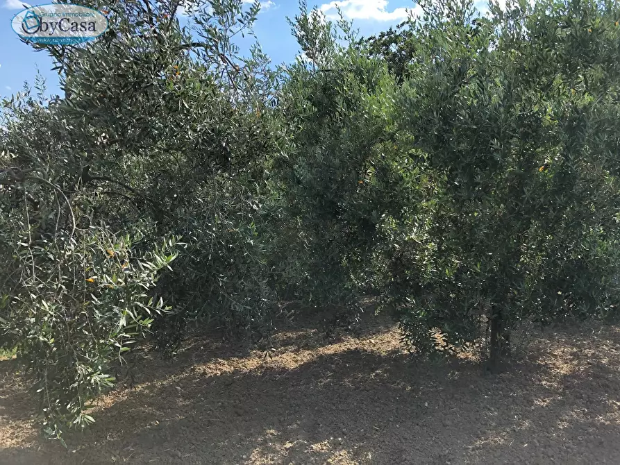Immagine 29 di Terreno agricolo in vendita  in Via Ancelle Delle Visitazione a Santa Marinella