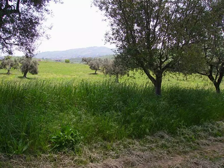 Immagine 5 di Rustico / casale in vendita  in Contrada Rio Moro a Colonnella