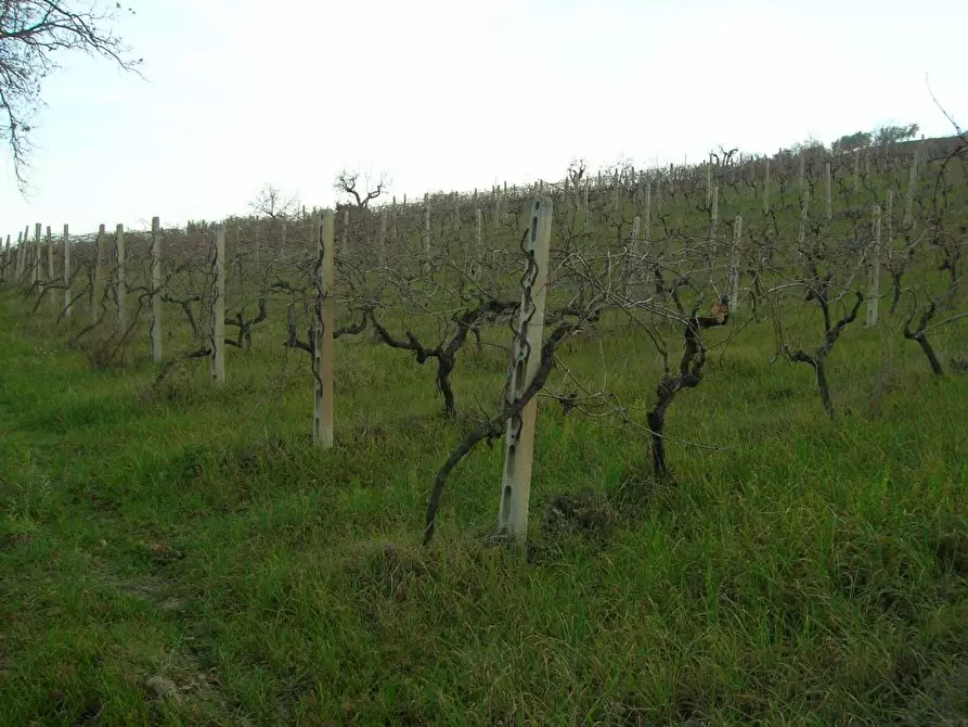 Immagine 2 di Casa indipendente in vendita  in San Savino di Ripatransone a Ripatransone