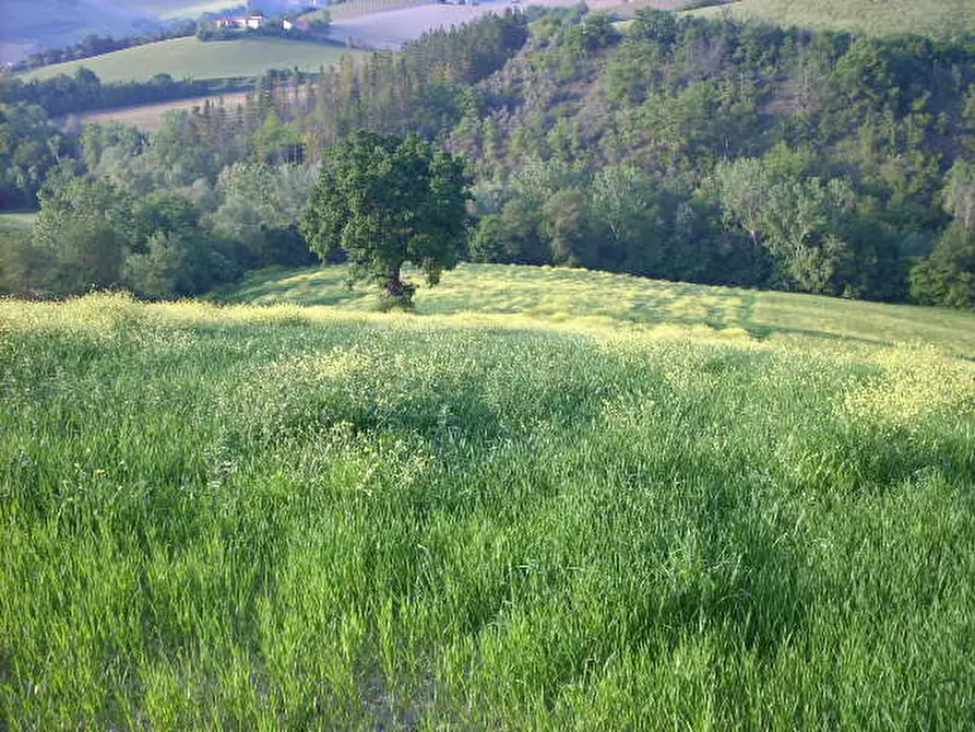 Immagine 5 di Rustico / casale in vendita  in Contrada Messieri a Ripatransone