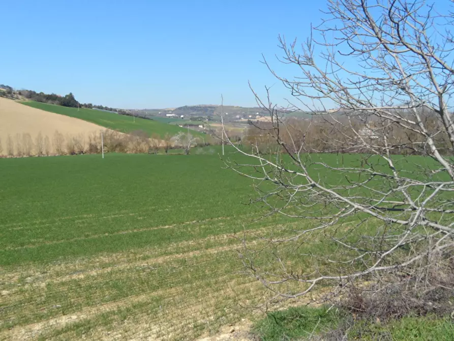 Immagine 4 di Terreno agricolo in vendita  in Contrada Camera di Torre a Fermo
