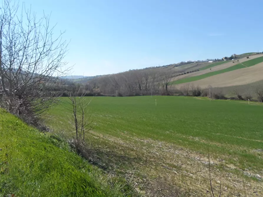 Immagine 5 di Terreno agricolo in vendita  in Contrada Camera di Torre a Fermo