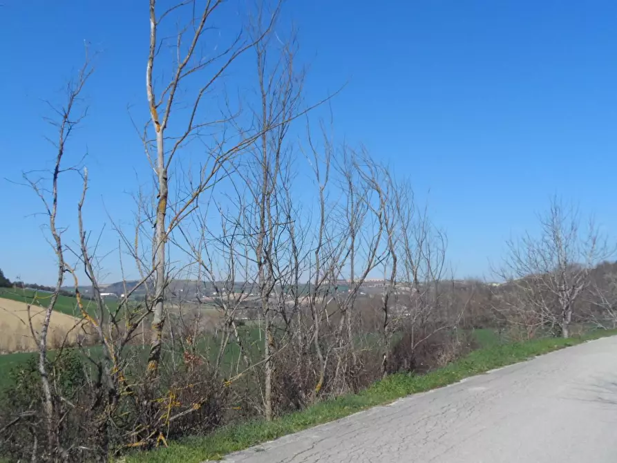 Immagine 6 di Terreno agricolo in vendita  in Contrada Camera di Torre a Fermo