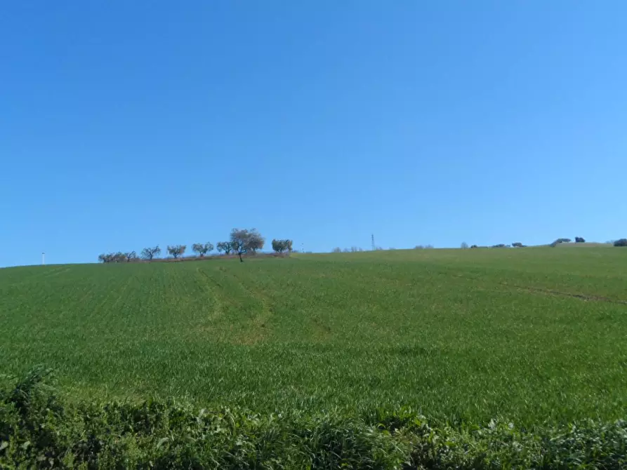 Immagine 3 di Terreno agricolo in vendita  in Contrada Camera di Torre a Fermo