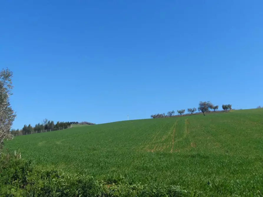 Immagine 8 di Terreno agricolo in vendita  in Contrada Camera di Torre a Fermo