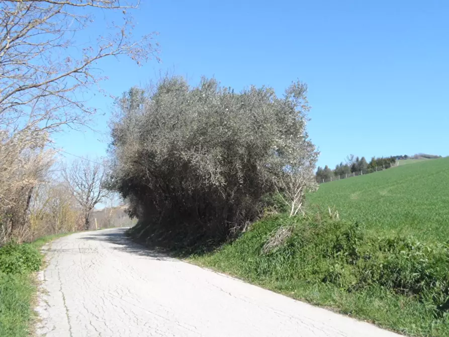 Immagine 10 di Terreno agricolo in vendita  in Contrada Camera di Torre a Fermo