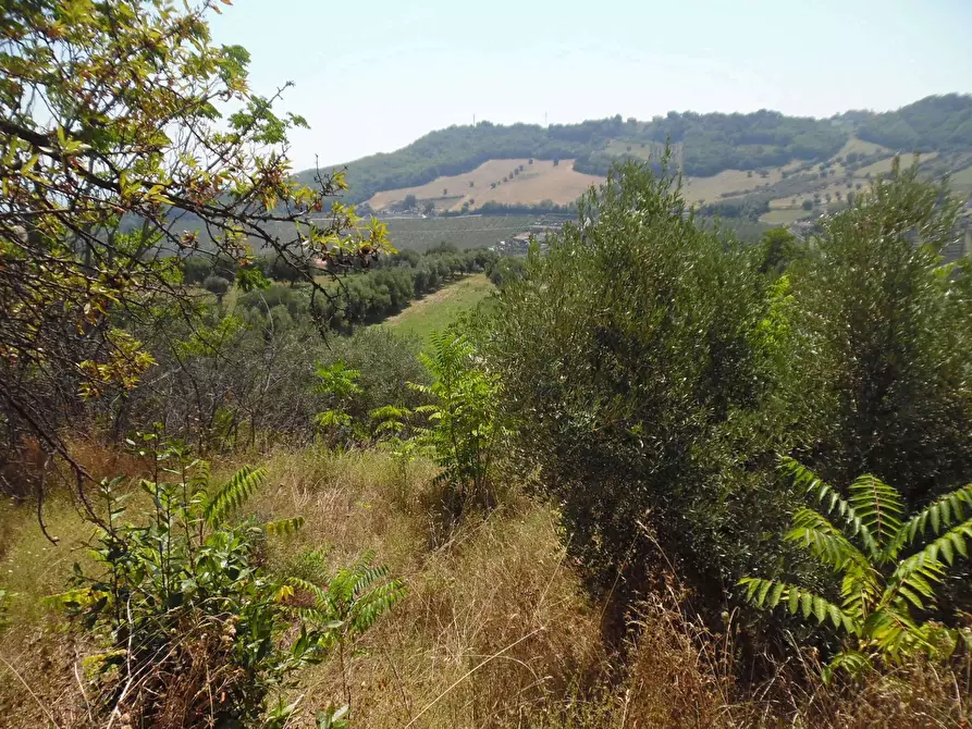 Immagine 24 di Rustico / casale in vendita  in Contrada giardino a Colonnella