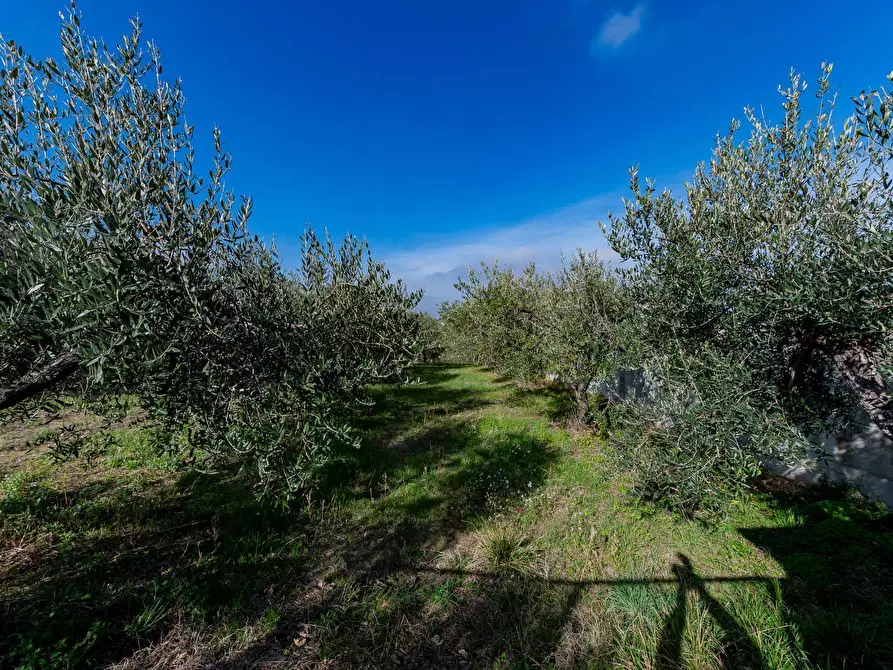 Immagine 19 di Casa indipendente in vendita  in VIA ROMA a Torrevecchia Teatina