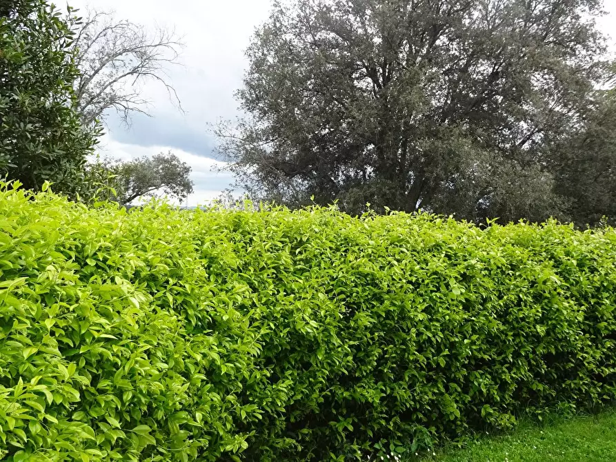 Immagine 5 di Appartamento in vendita  a Montespertoli