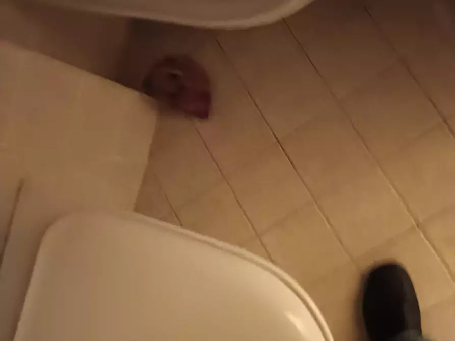 Immagine 26 di Rustico / casale in vendita  a Montespertoli