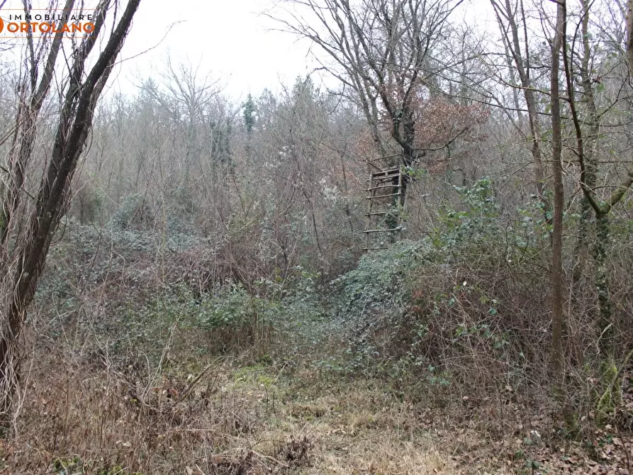 Immagine 2 di Terreno agricolo in vendita  a Sagrado