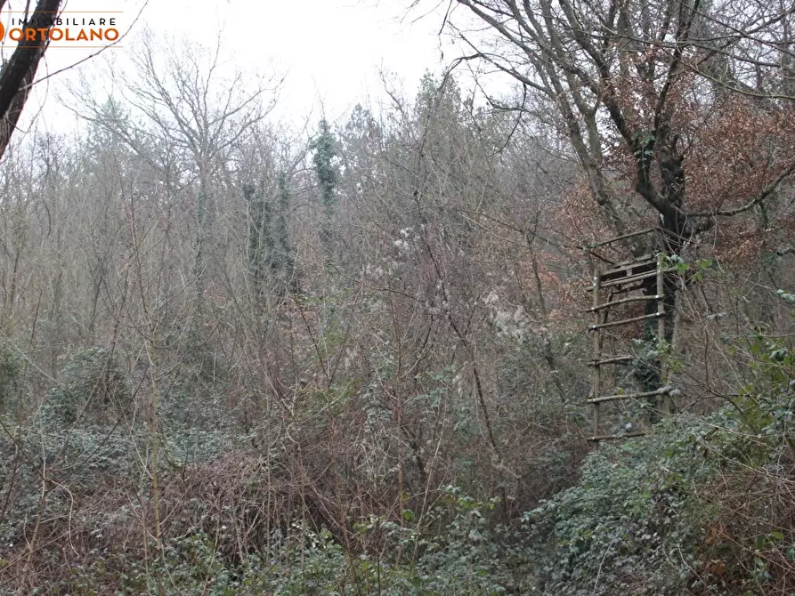 Immagine 3 di Terreno agricolo in vendita  a Sagrado