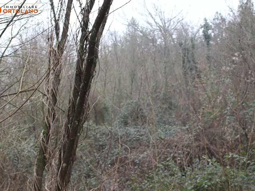 Immagine 4 di Terreno agricolo in vendita  a Sagrado