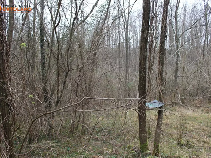 Immagine 5 di Terreno agricolo in vendita  a Sagrado