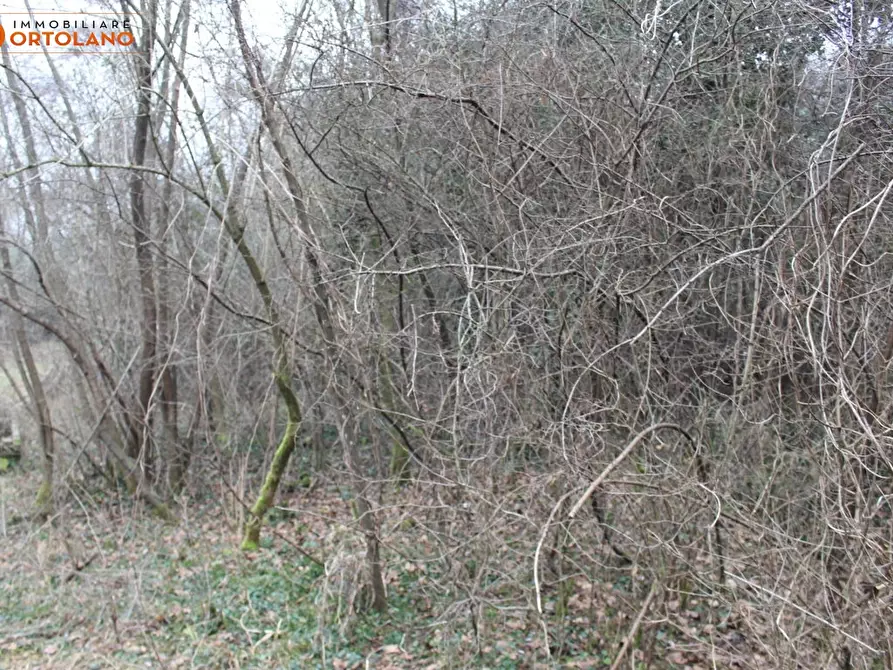 Immagine 6 di Terreno agricolo in vendita  a Sagrado