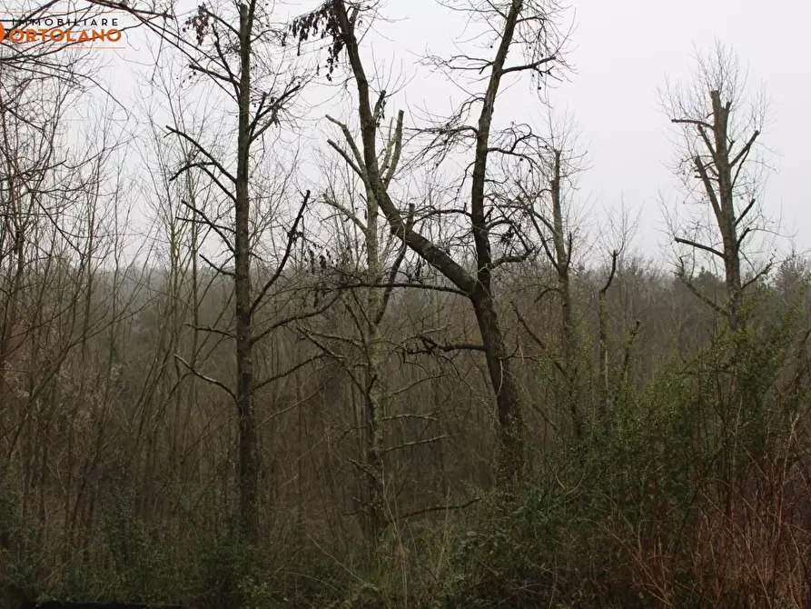 Immagine 7 di Terreno agricolo in vendita  a Sagrado