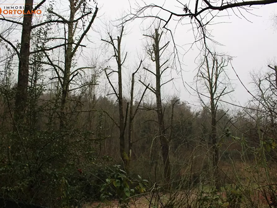 Immagine 8 di Terreno agricolo in vendita  a Sagrado
