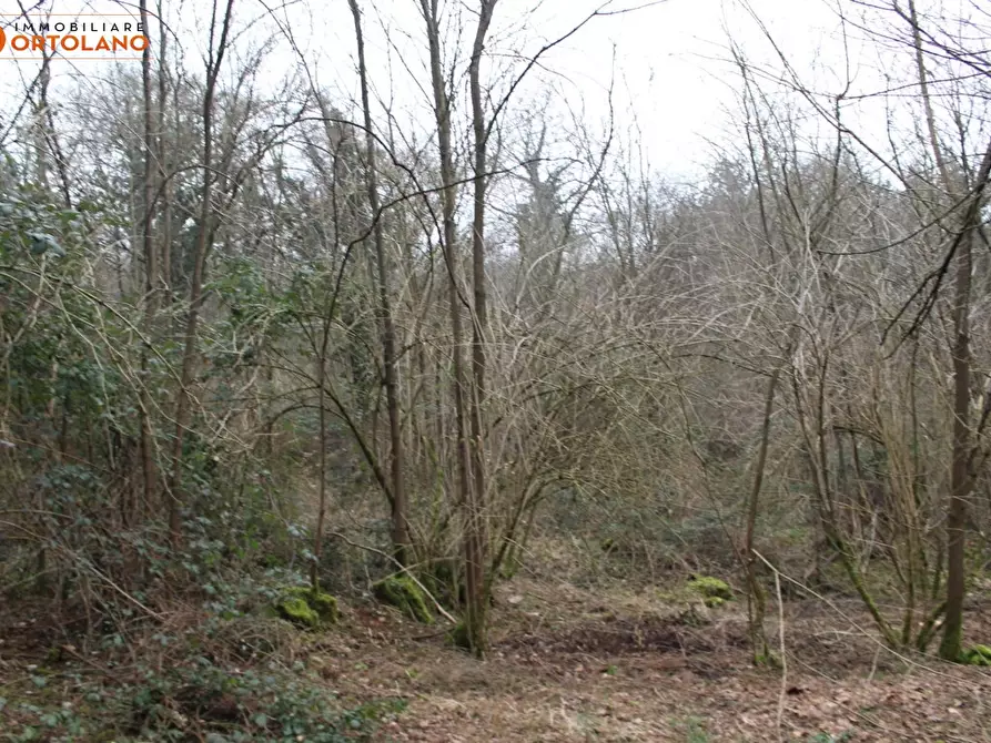 Immagine 10 di Terreno agricolo in vendita  a Sagrado