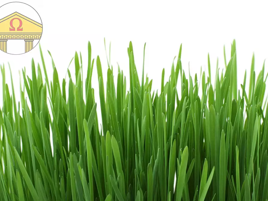 Immagine 2 di Terreno residenziale in vendita  a Treviso