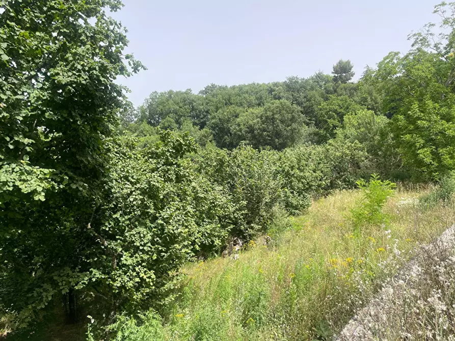 Immagine 6 di Terreno agricolo in vendita  in via Moravia a Atripalda