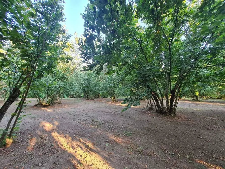 Immagine 1 di Terreno agricolo in vendita  in contrada alimata a Montefredane