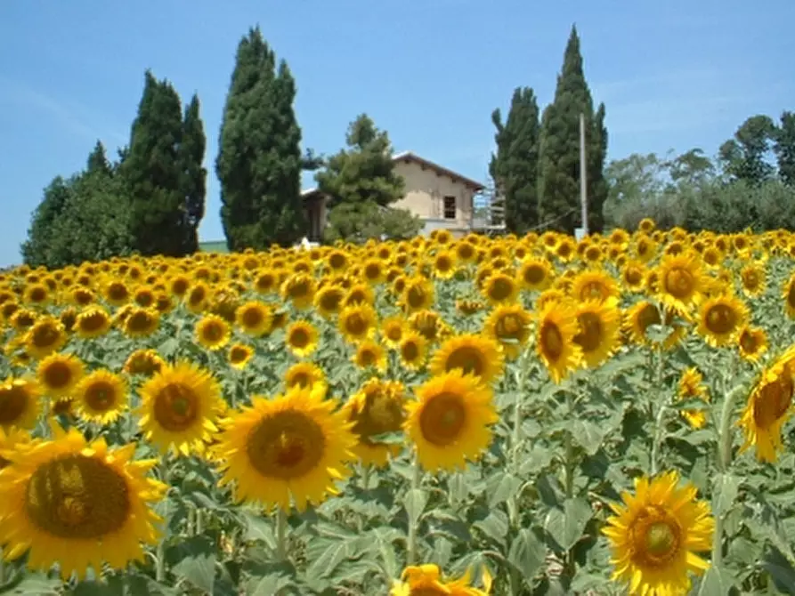 Immagine 10 di Rustico / casale in vendita  in offida a Offida