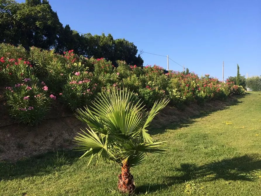 Immagine 29 di Villa in affitto  a Cupra Marittima