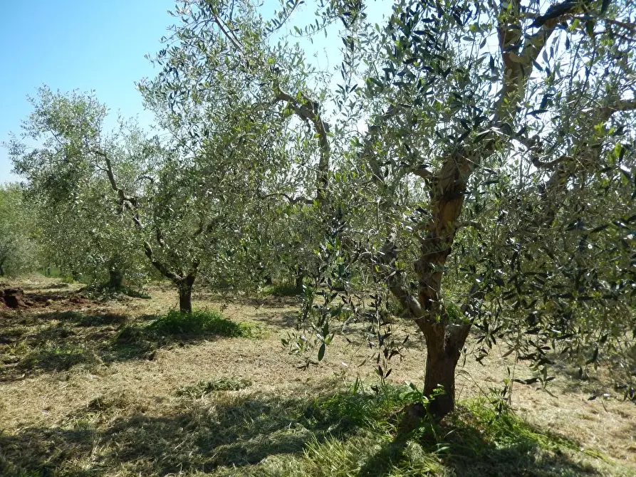 Immagine 26 di Rustico / casale in vendita  a Controguerra