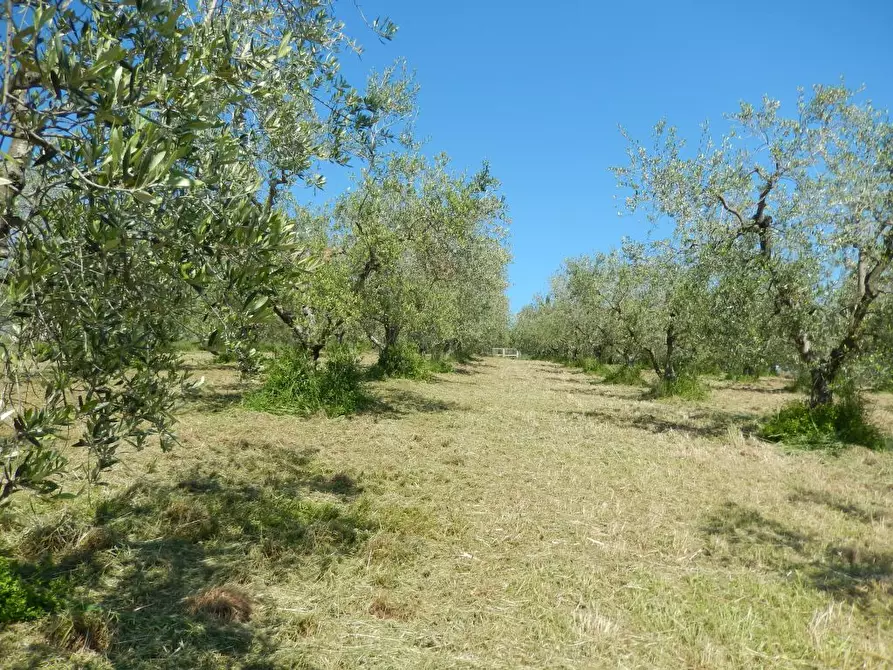 Immagine 27 di Rustico / casale in vendita  a Controguerra