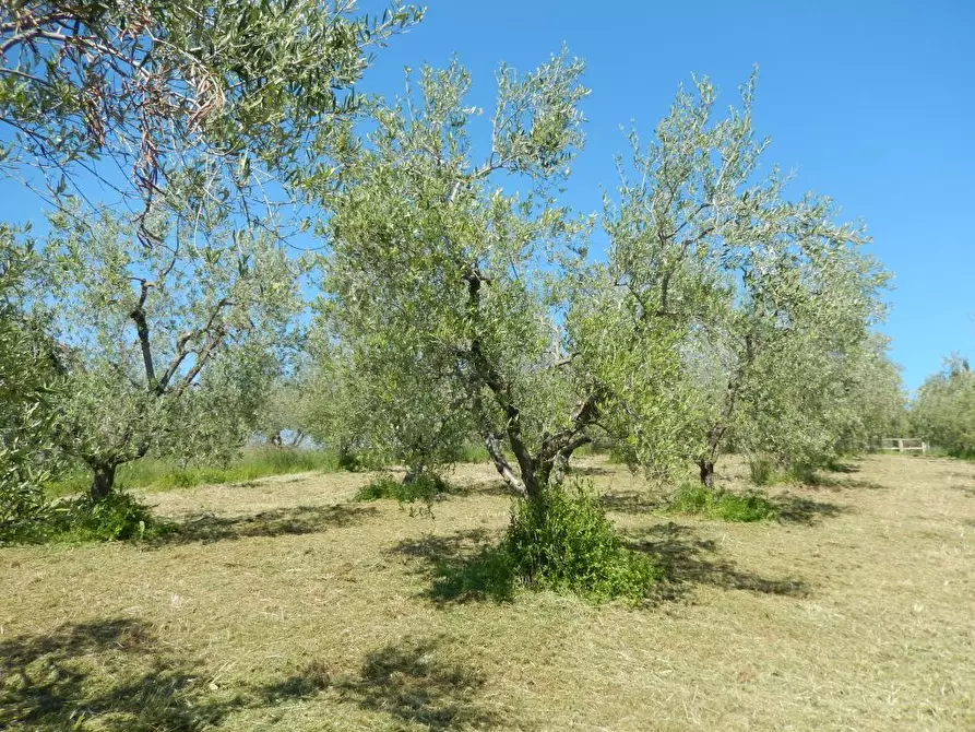 Immagine 28 di Rustico / casale in vendita  a Controguerra