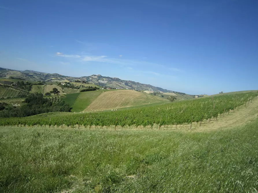 Immagine 4 di Rustico / casale in vendita  in Borgo Miriam a Offida