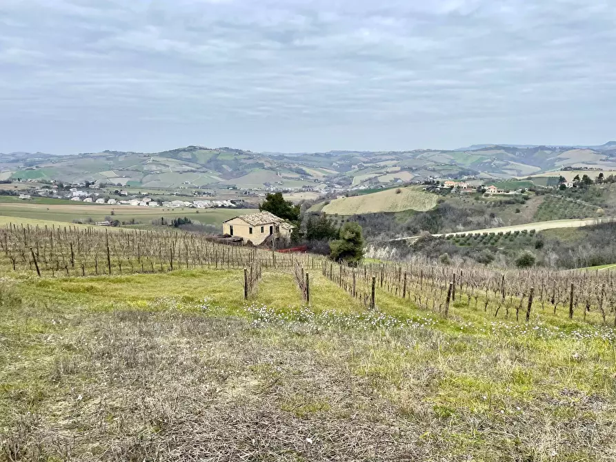Immagine 8 di Rustico / casale in vendita  in Borgo Miriam a Offida