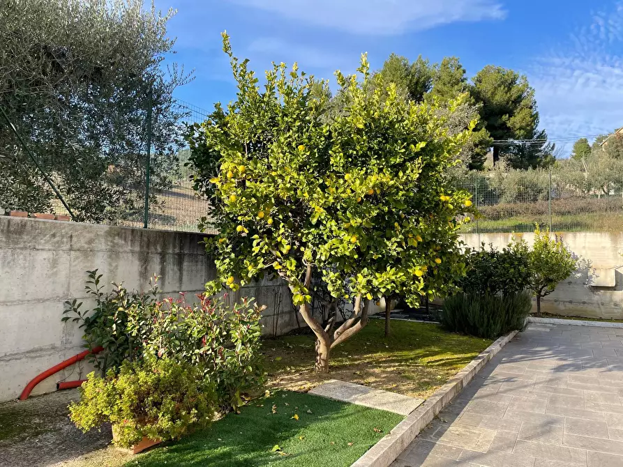 Immagine 22 di Villa in vendita  in val tesino a Grottammare