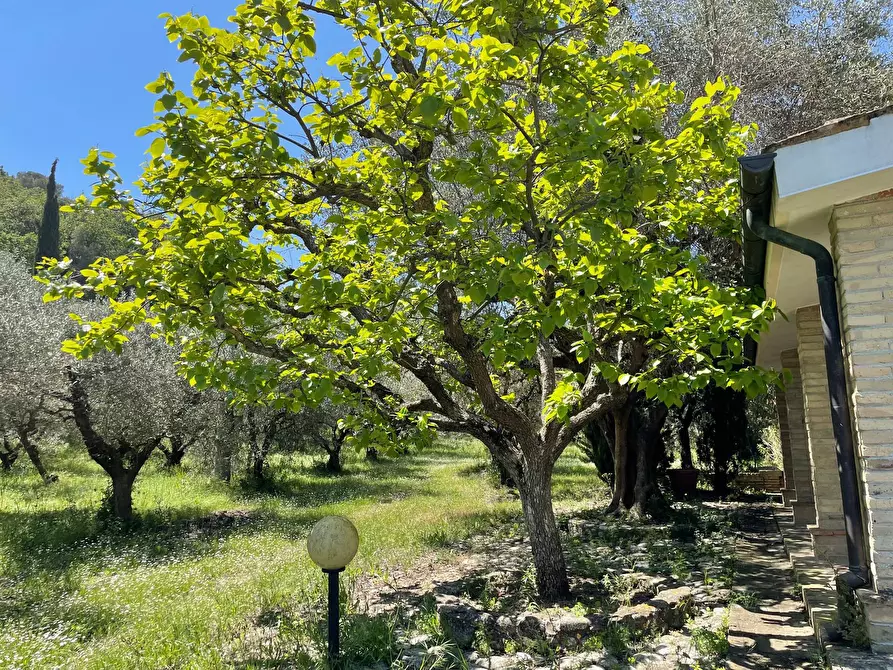Immagine 4 di Rustico / casale in vendita  a Campofilone