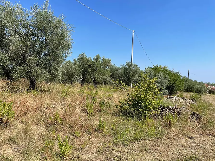Immagine 9 di Rustico / casale in vendita  in Quercia Ferrata a Ripatransone