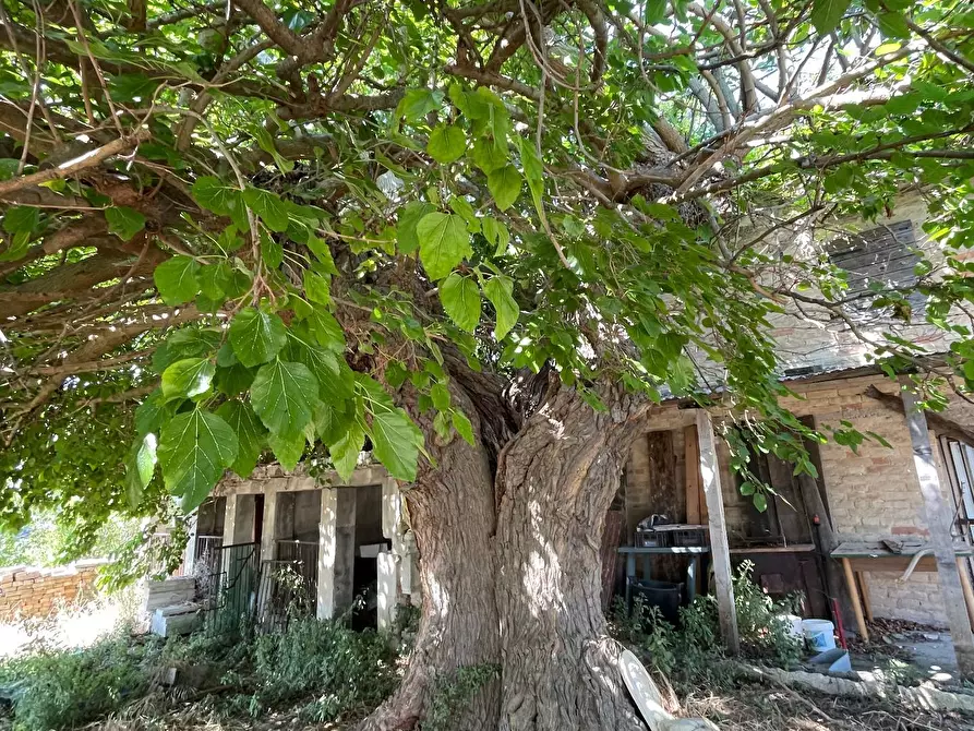 Immagine 6 di Rustico / casale in vendita  in Quercia Ferrata a Ripatransone