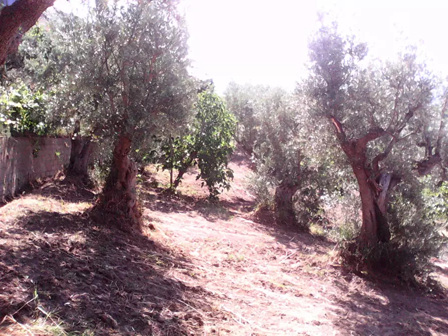 Immagine 5 di Terreno residenziale in vendita  in via roma a Casali Del Manco