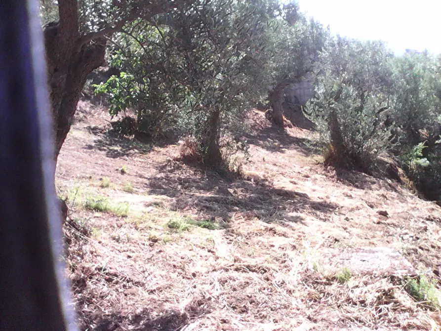 Immagine 7 di Terreno residenziale in vendita  in via roma a Casali Del Manco