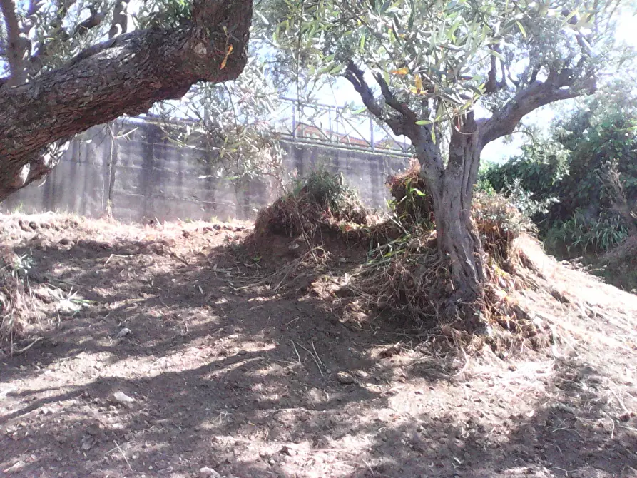 Immagine 10 di Terreno residenziale in vendita  in via roma a Casali Del Manco