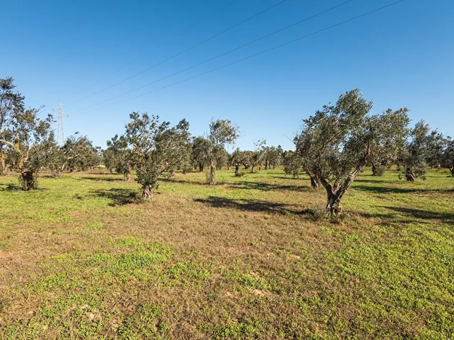 Immagine 24 di Villa in vendita  in s.p. 52 CONTRADA PIANTATA a Sannicola