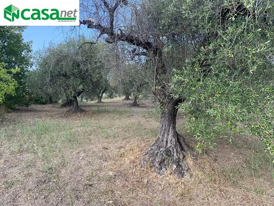 Immagine 6 di Terreno agricolo in vendita  in Via dei Caolini a Marcellina