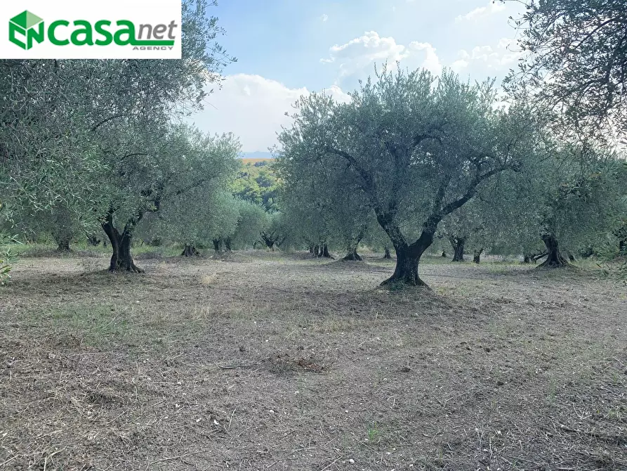 Immagine 7 di Terreno agricolo in vendita  in Via dei Caolini a Marcellina