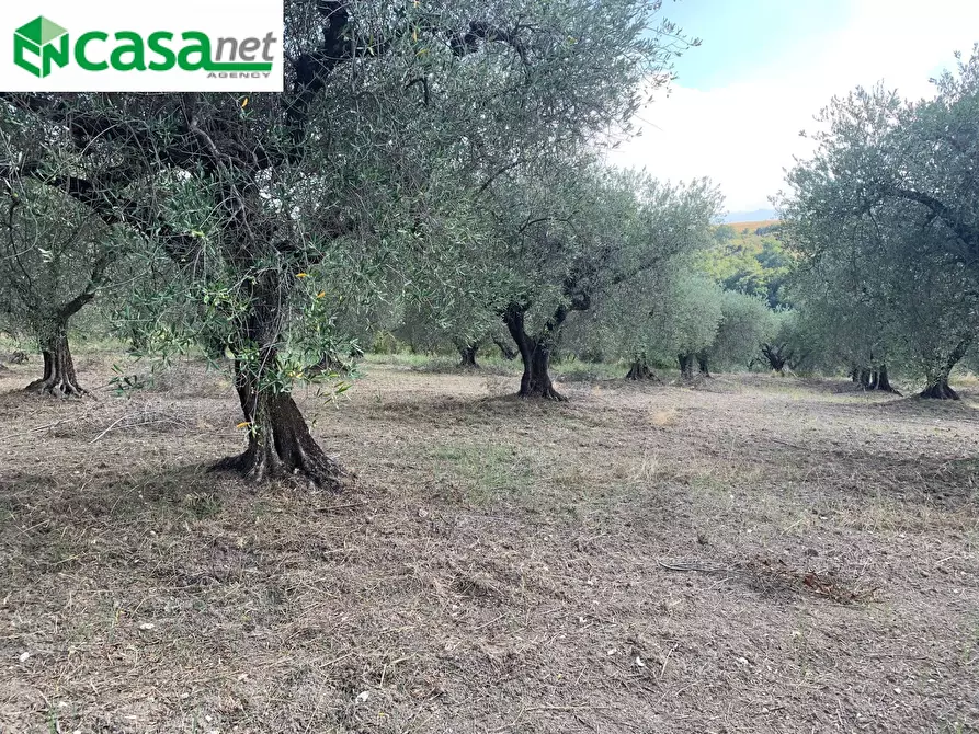 Immagine 10 di Terreno agricolo in vendita  in Via dei Caolini a Marcellina