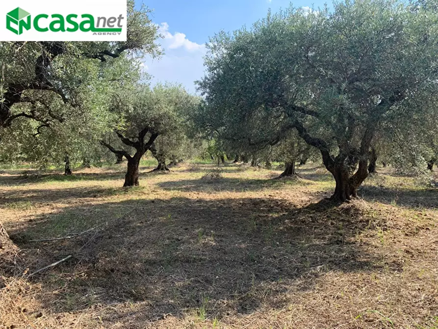 Immagine 11 di Terreno agricolo in vendita  in Via dei Caolini a Marcellina